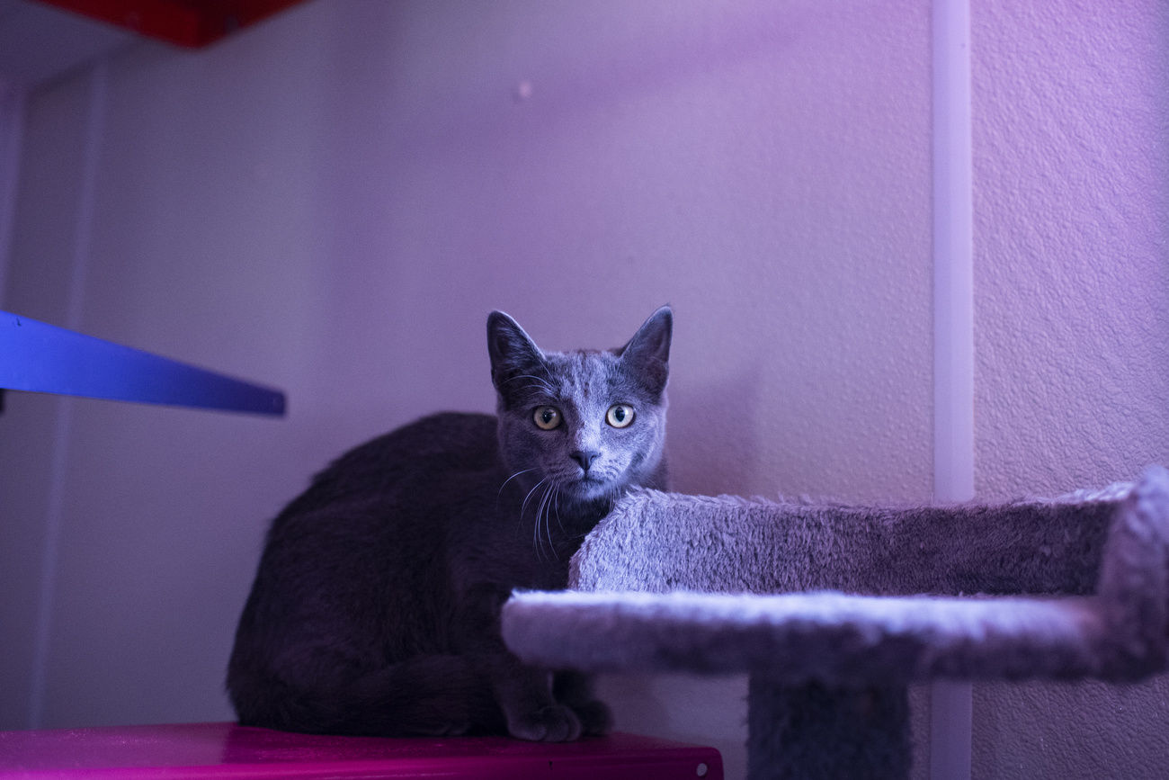 SPCA receives Petco grant